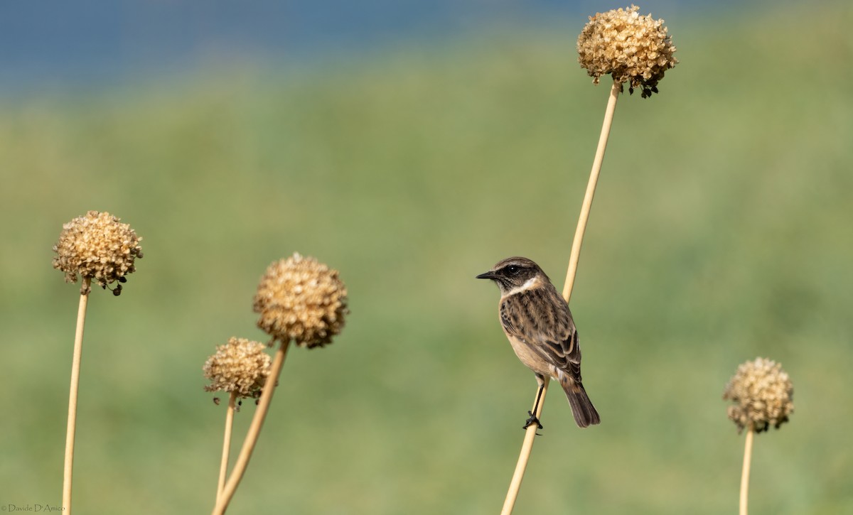 European Stonechat - ML645406002