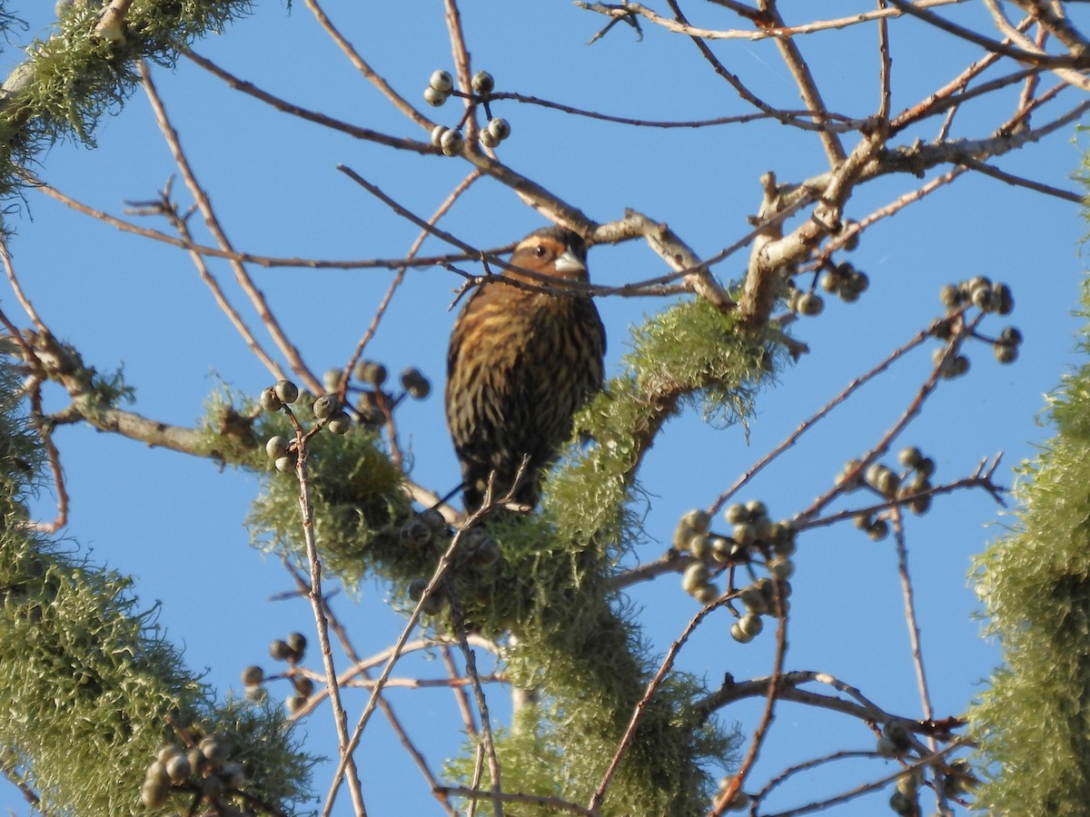 Red-winged Blackbird - ML645406007