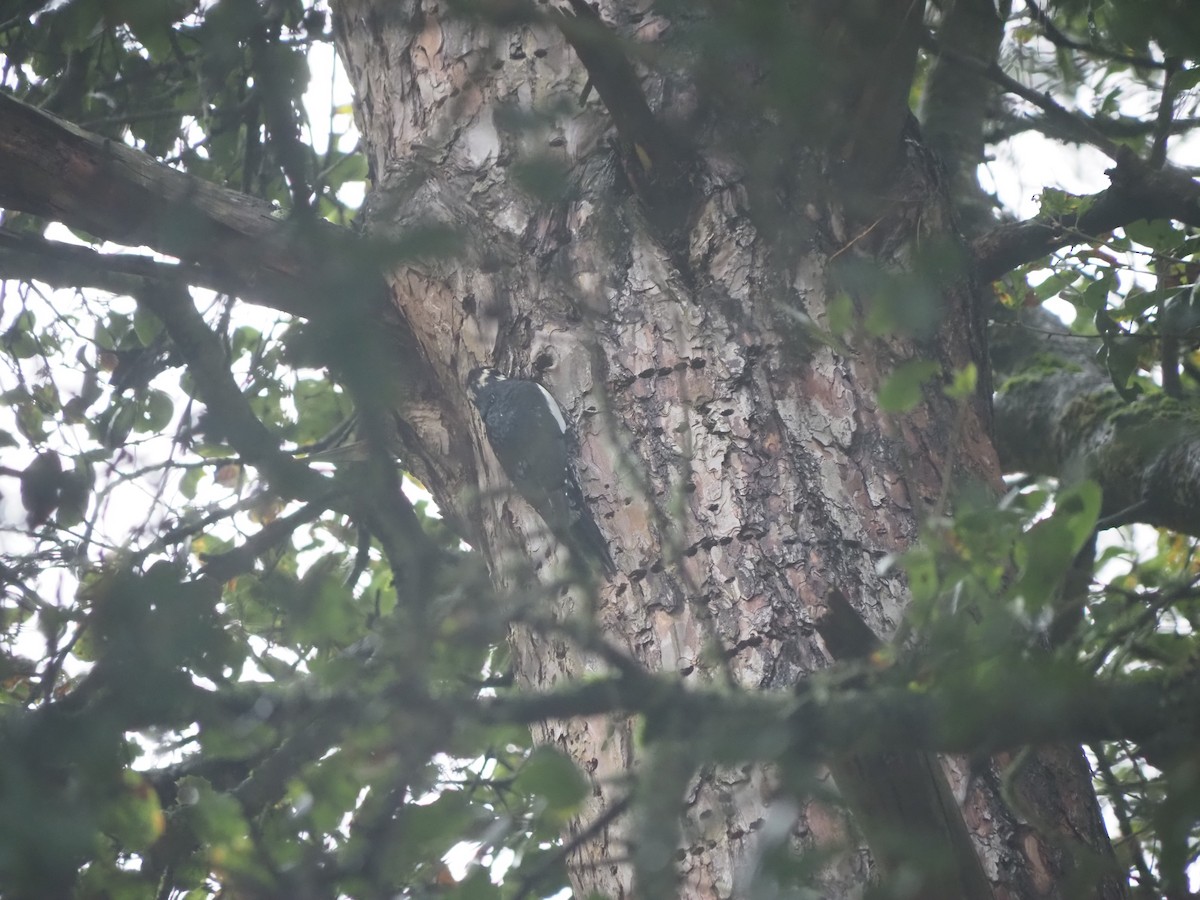 Williamson's Sapsucker - ML645406029