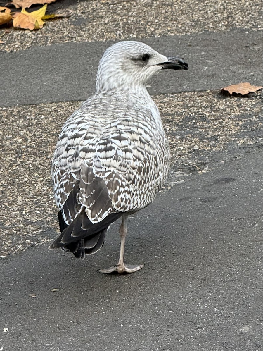 Мартиновий sp. - ML645406041