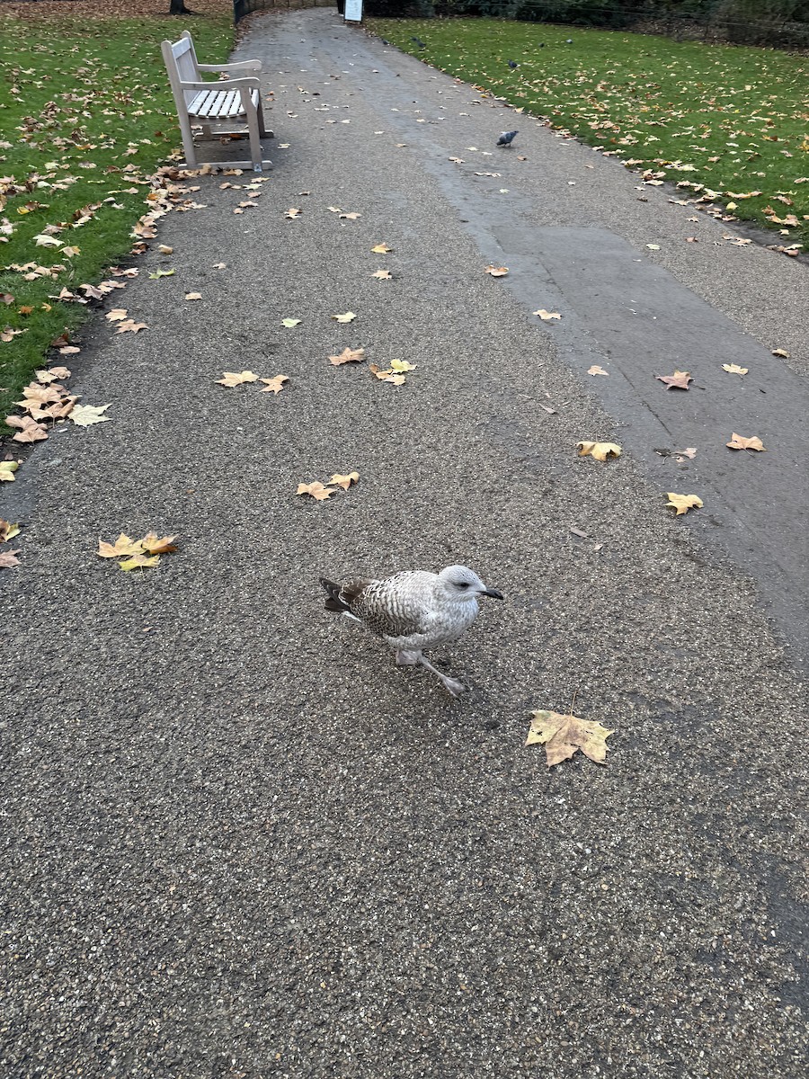 Мартиновий sp. - ML645406042