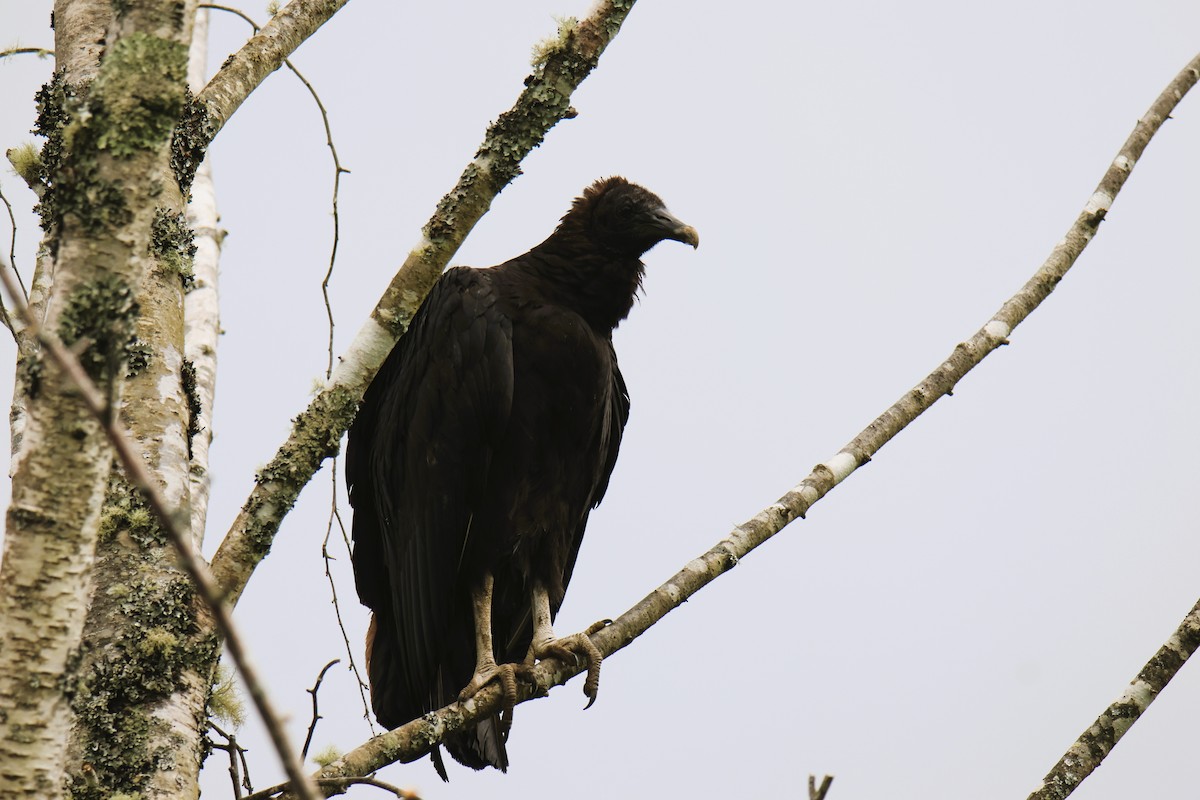 Black Vulture - ML645406045