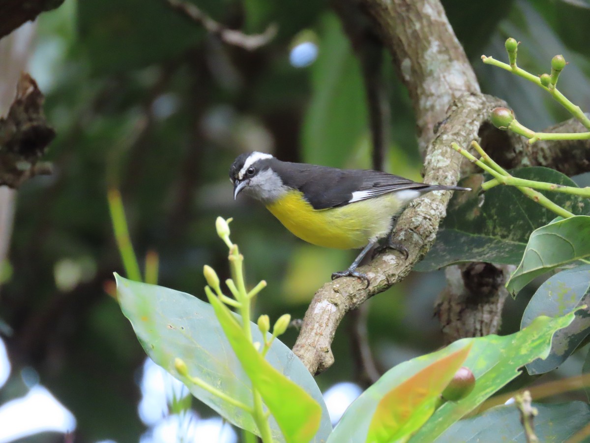 Sucrier à ventre jaune - ML645406049