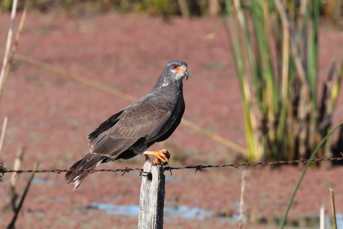 Snail Kite - ML645406050