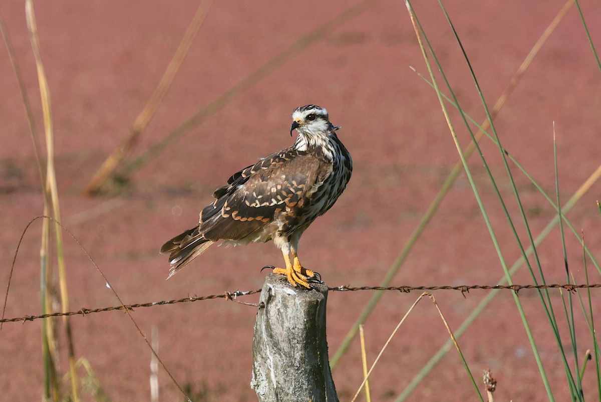 Snail Kite - ML645406051