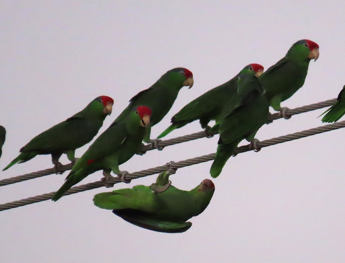 Red-crowned Amazon - ML645406052