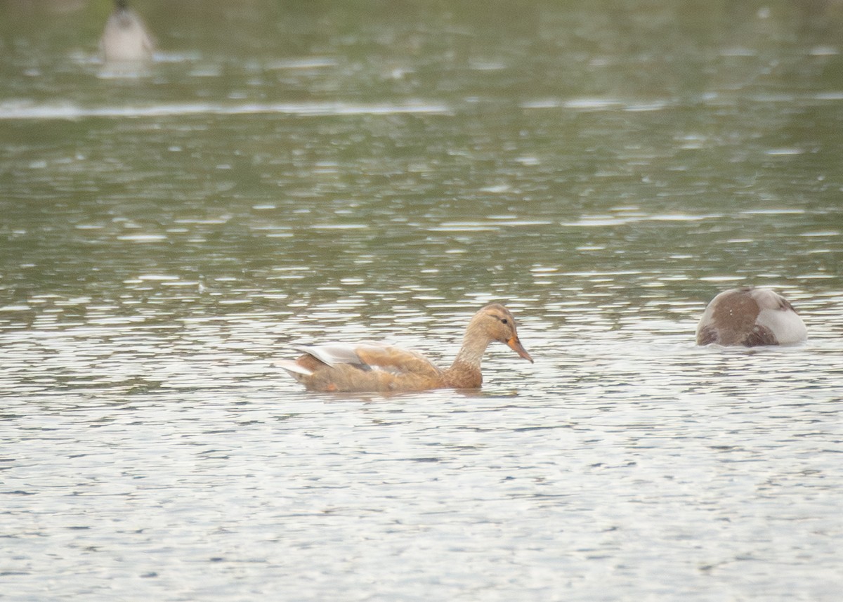 綠頭鴨 - ML645406055