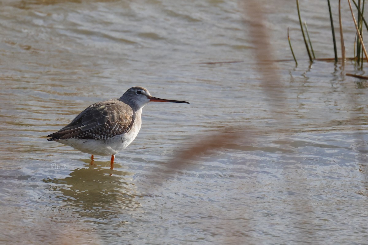 Spotted Redshank - ML645406063