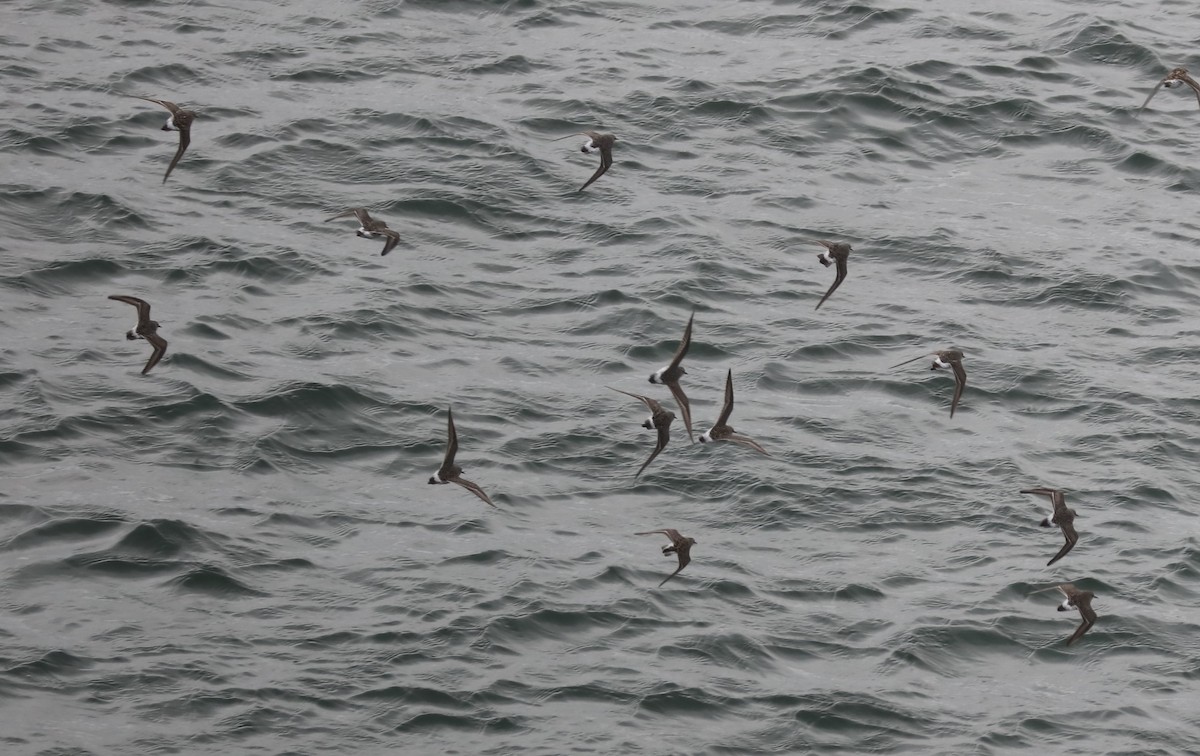 bonapartesnipe - ML645406070