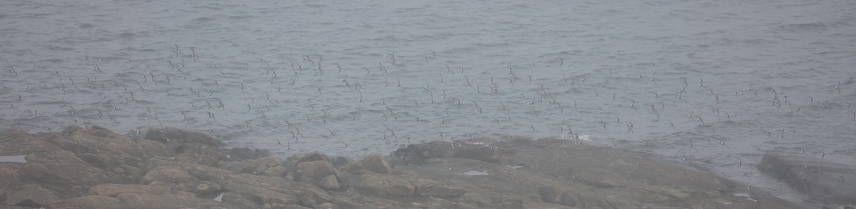 bonapartesnipe - ML645406071