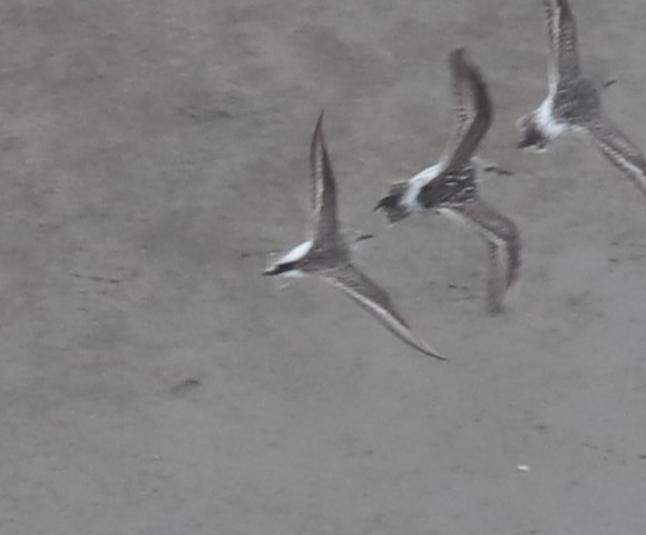 Semipalmated Sandpiper - ML645406072