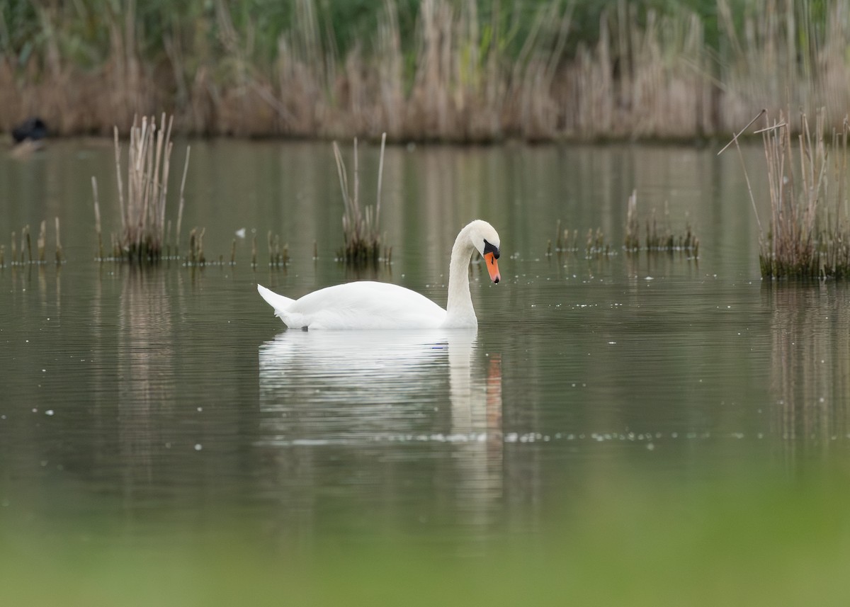 疣鼻天鵝 - ML645406073