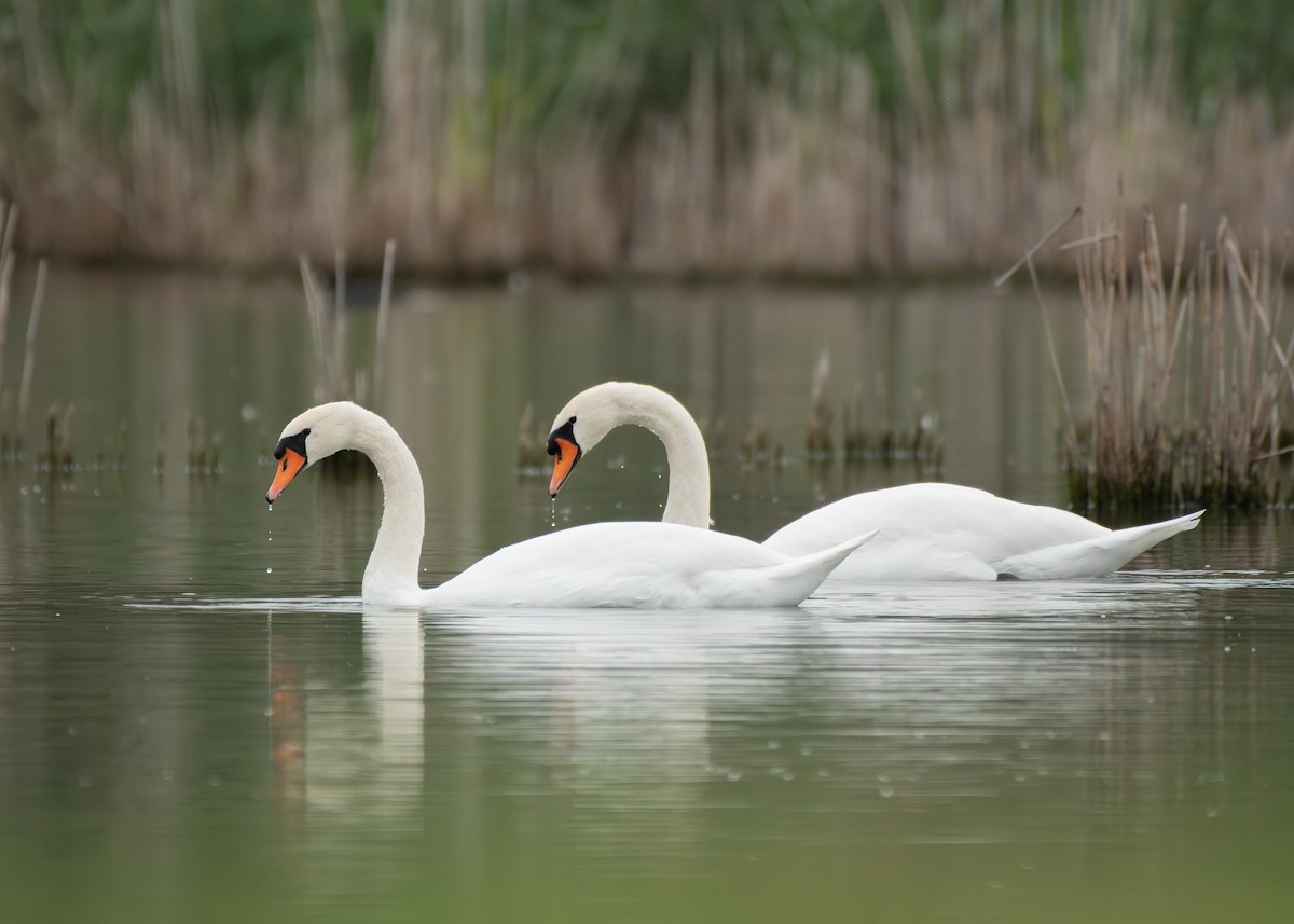 疣鼻天鵝 - ML645406074