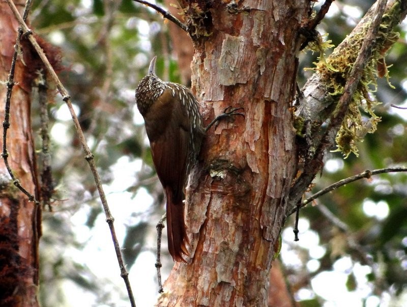 Dağ Tırmaşık - ML645406082