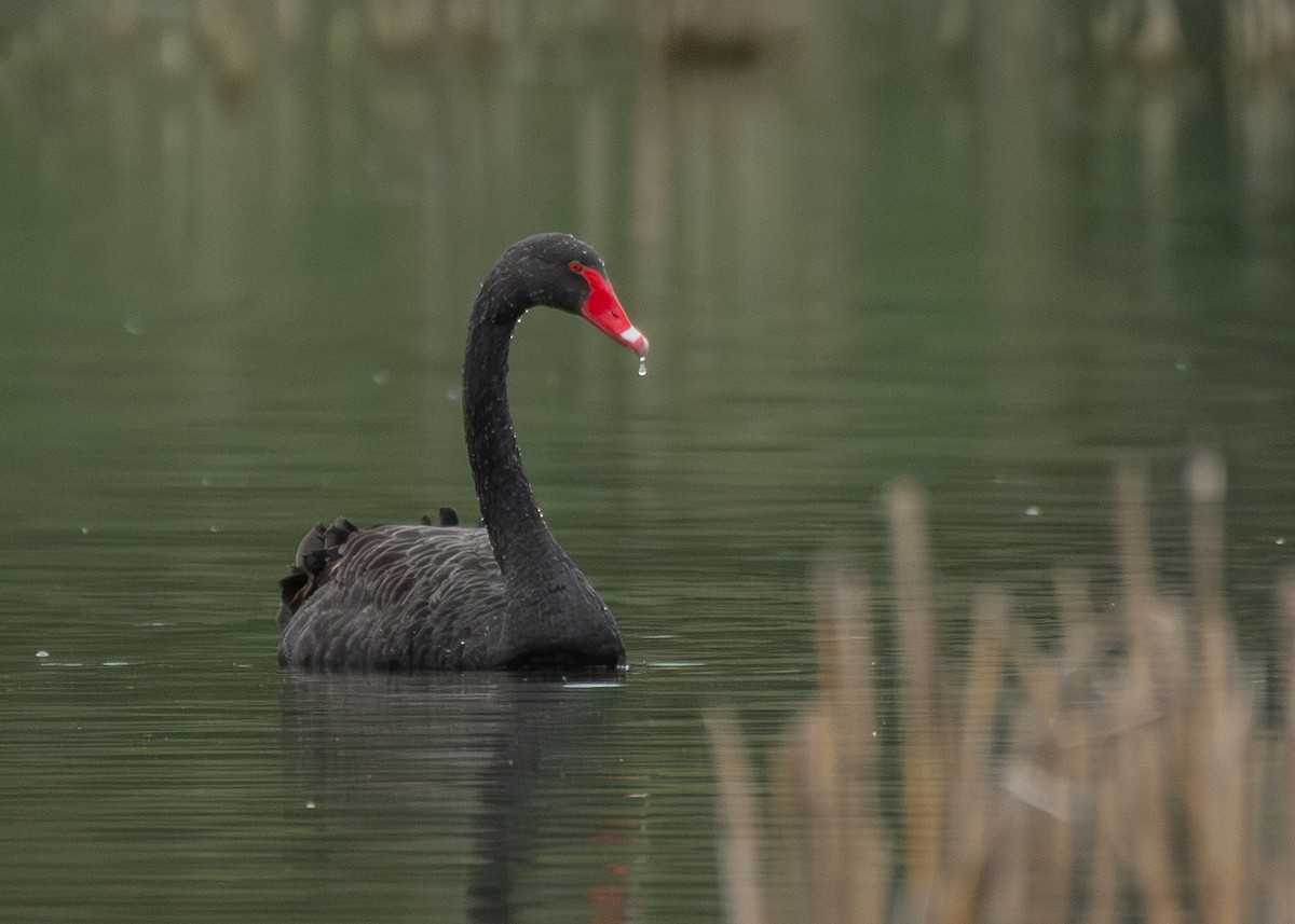 黑天鵝 - ML645406085