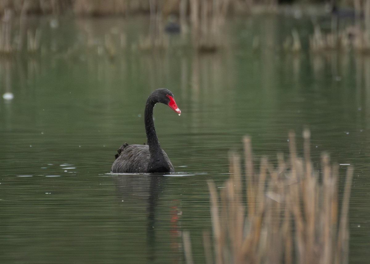 黑天鵝 - ML645406086