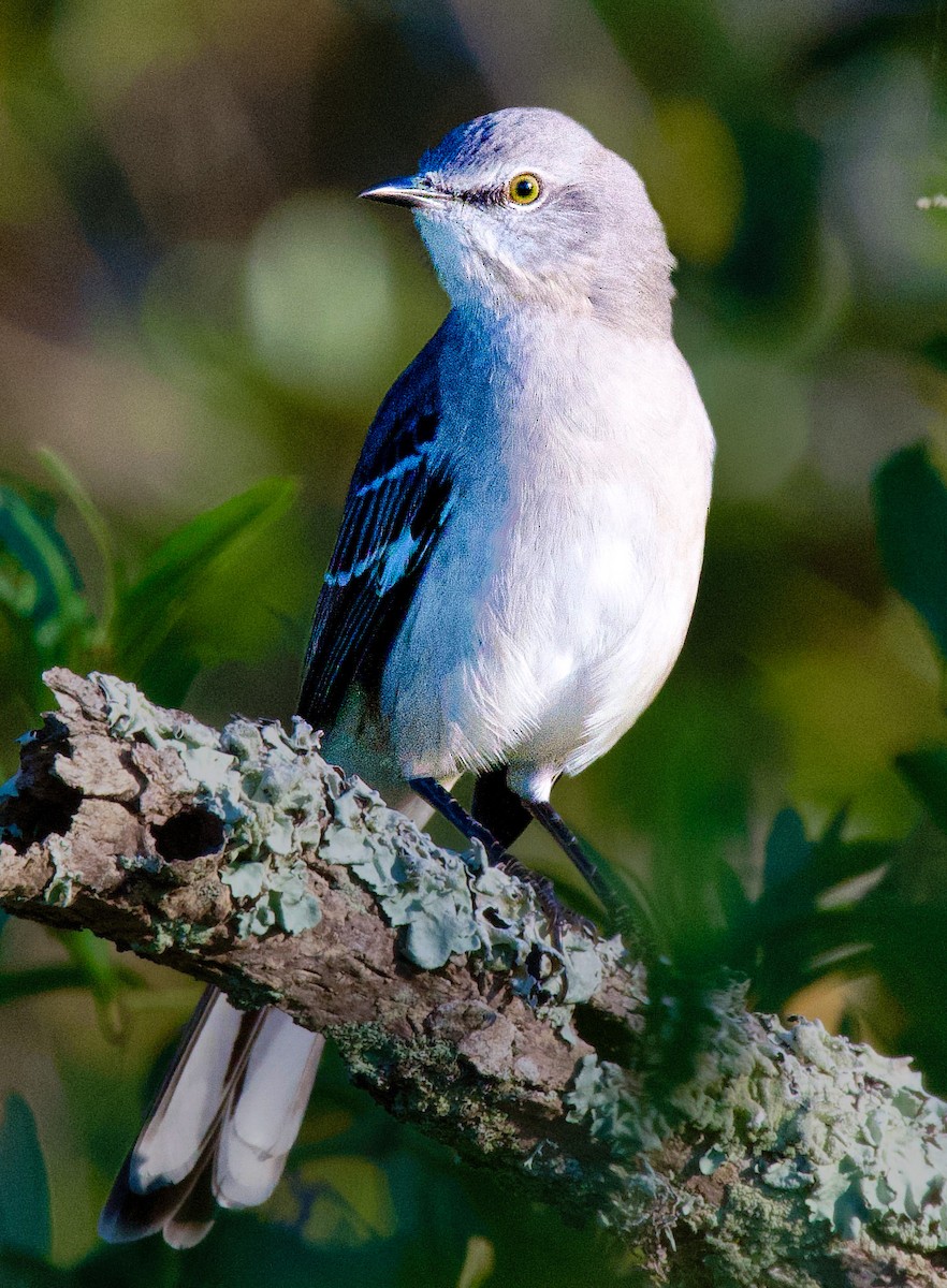 Northern Mockingbird - ML645406092