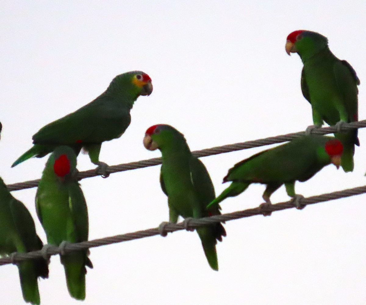 Red-lored Amazon - ML645406097