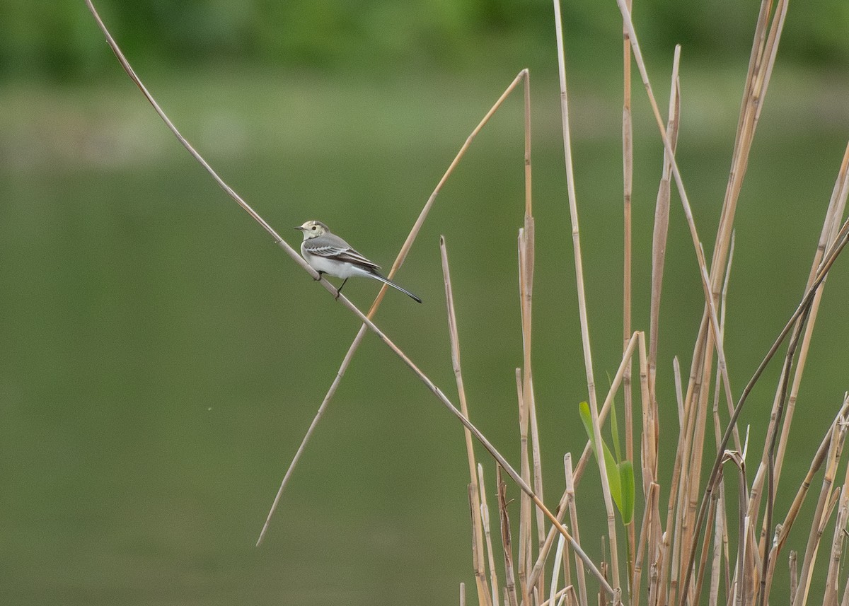 White Wagtail - ML645406099