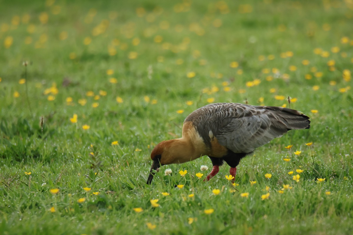 Bandurria Austral - ML645406105