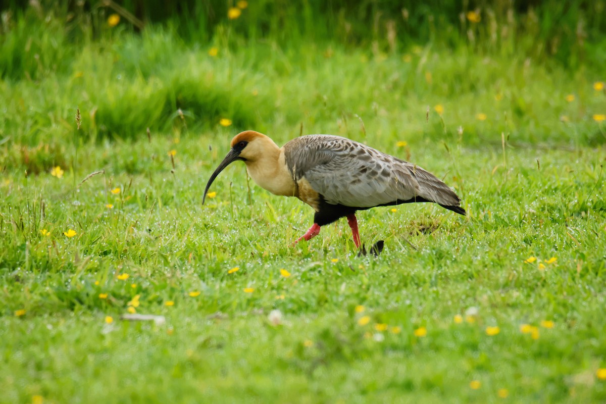Bandurria Austral - ML645406113