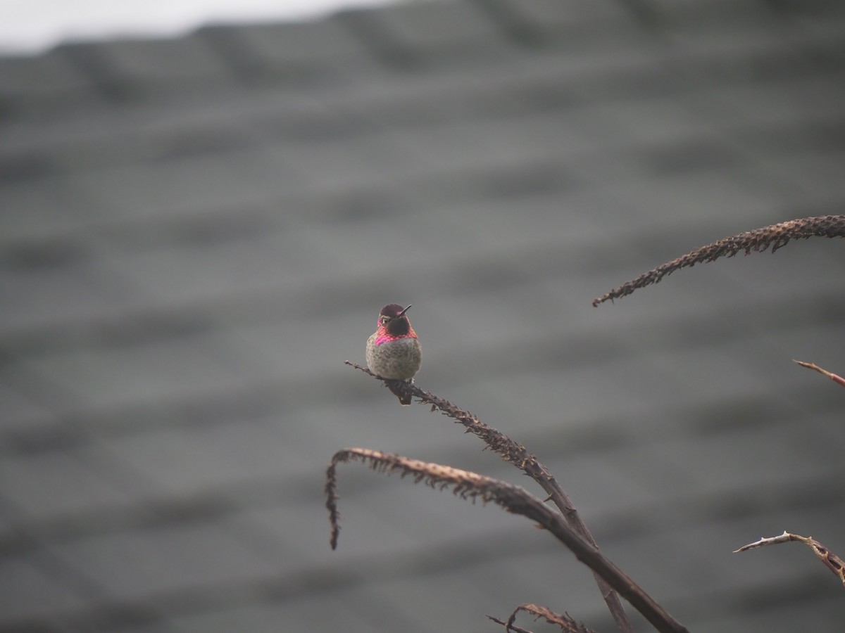 Anna's Hummingbird - ML645406114