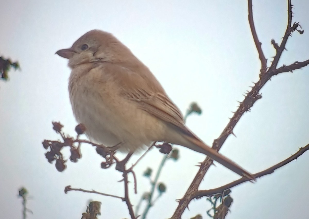 Isabelline Shrike - ML645406115