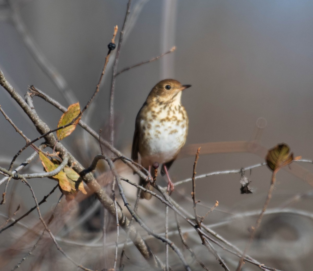 Hermit Thrush - ML645406120