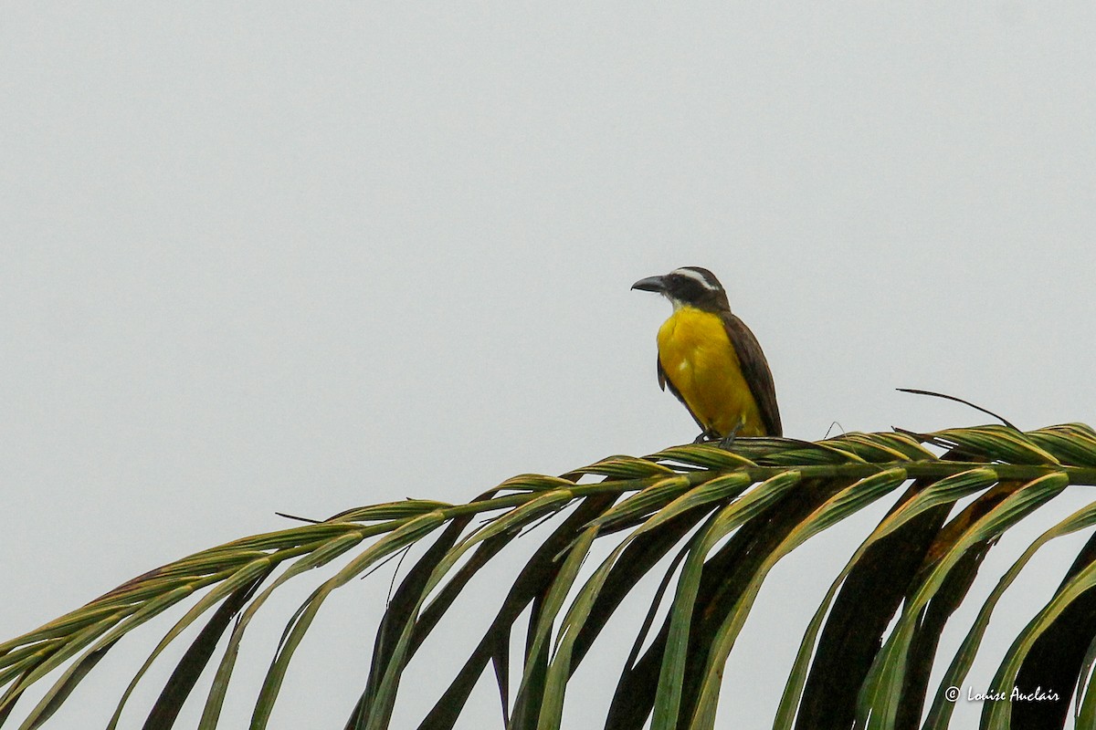 Boat-billed Flycatcher - ML645406121