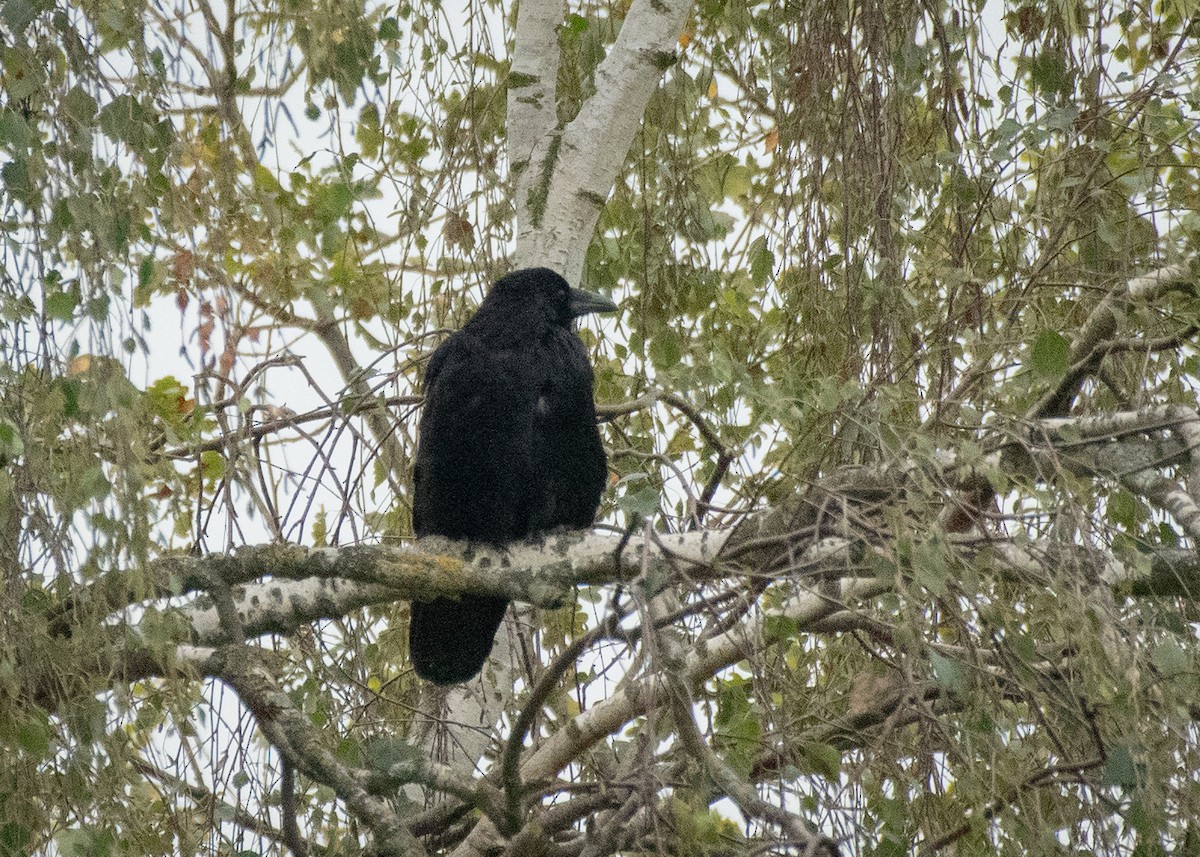 小嘴烏鴉 - ML645406127