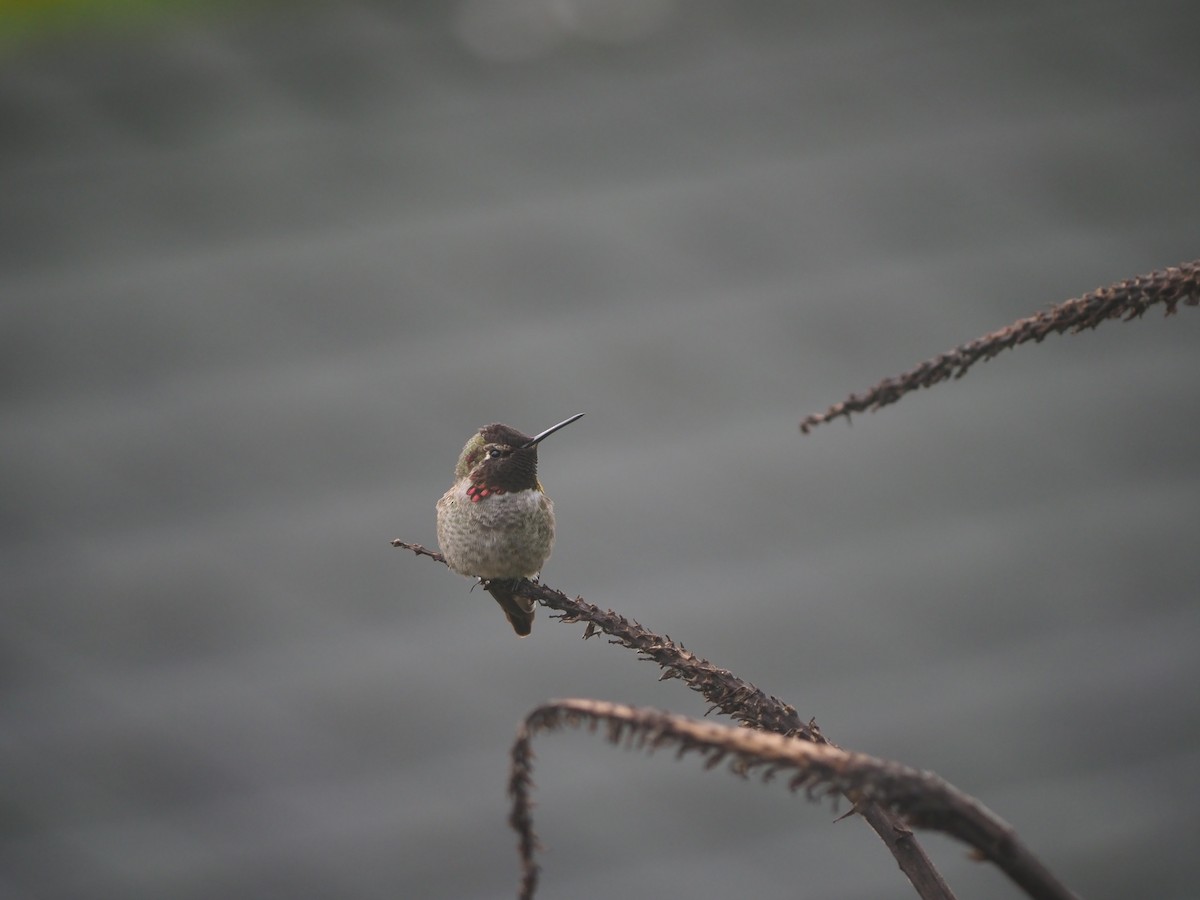 Anna's Hummingbird - ML645406132