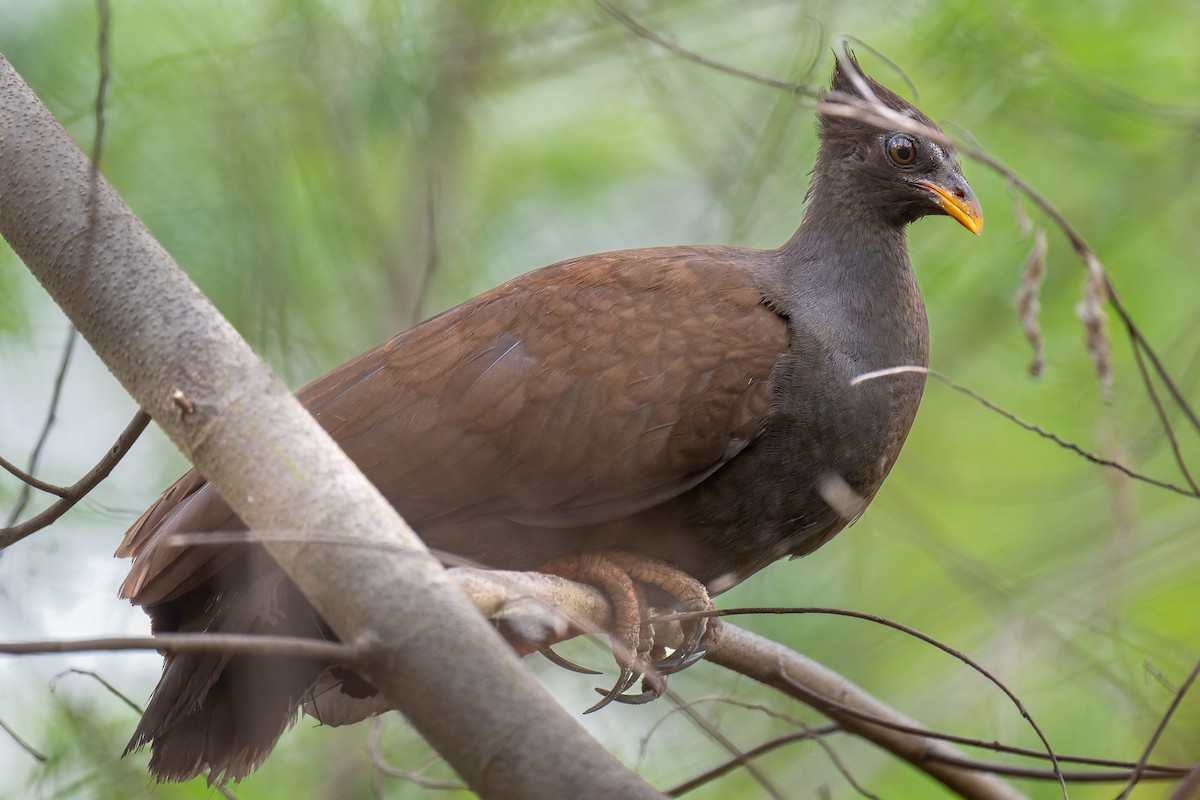 Orange-footed Megapode - ML645406138