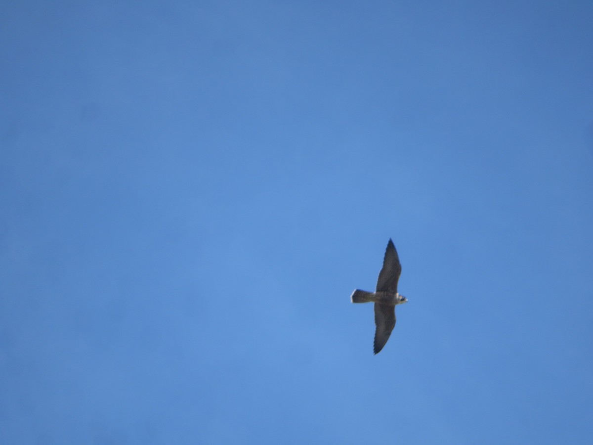 Peregrine Falcon - ML645406141