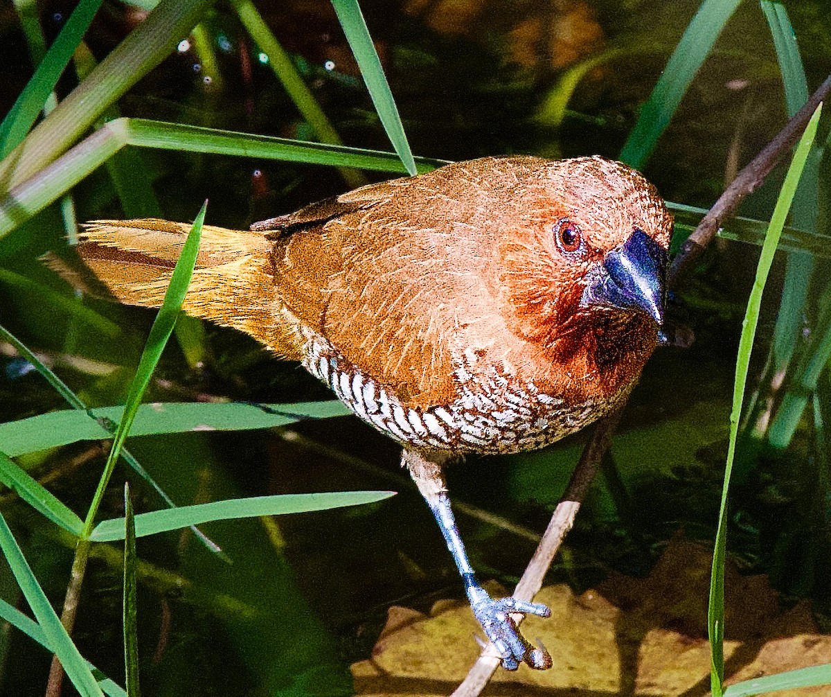 Scaly-breasted Munia - ML645406145