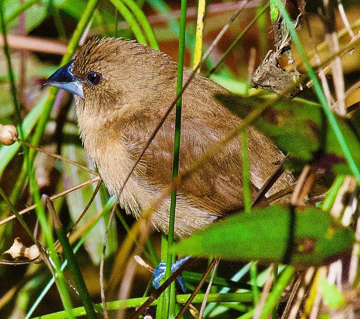 Scaly-breasted Munia - ML645406146