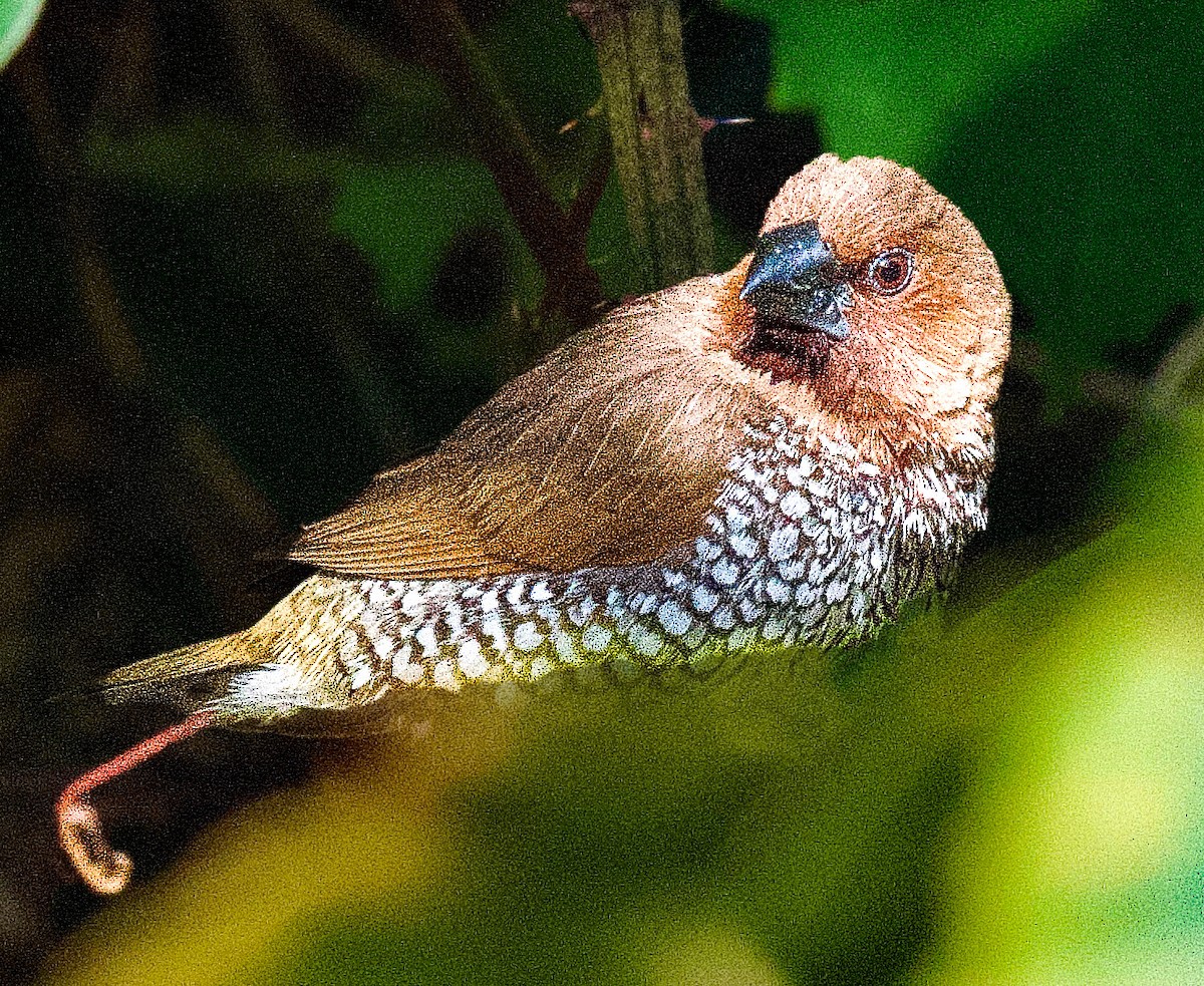 Scaly-breasted Munia - ML645406147