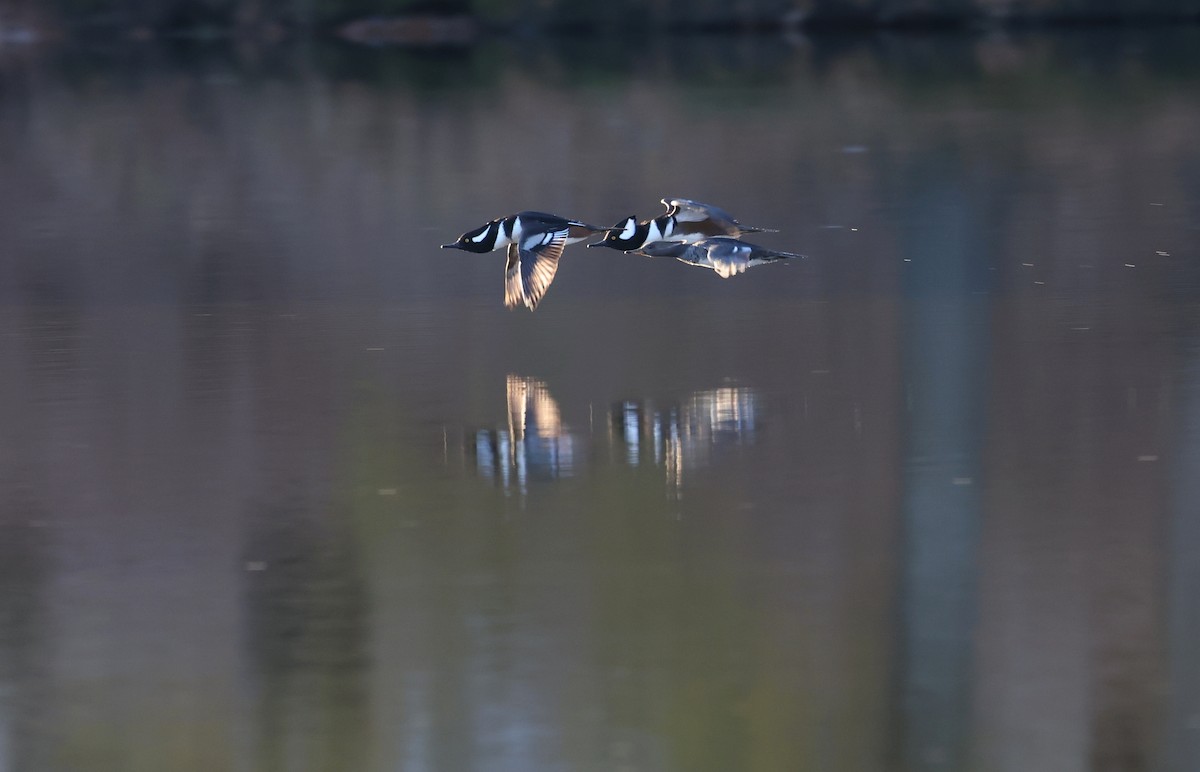 Smergo dal cappuccio - ML645406152