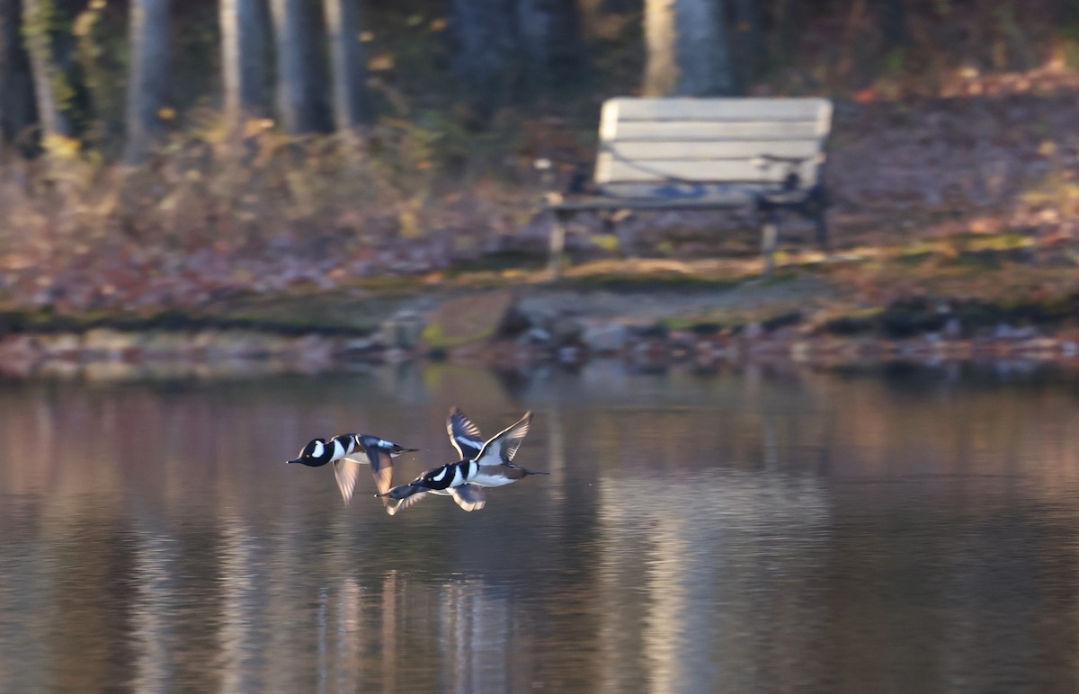 Smergo dal cappuccio - ML645406153