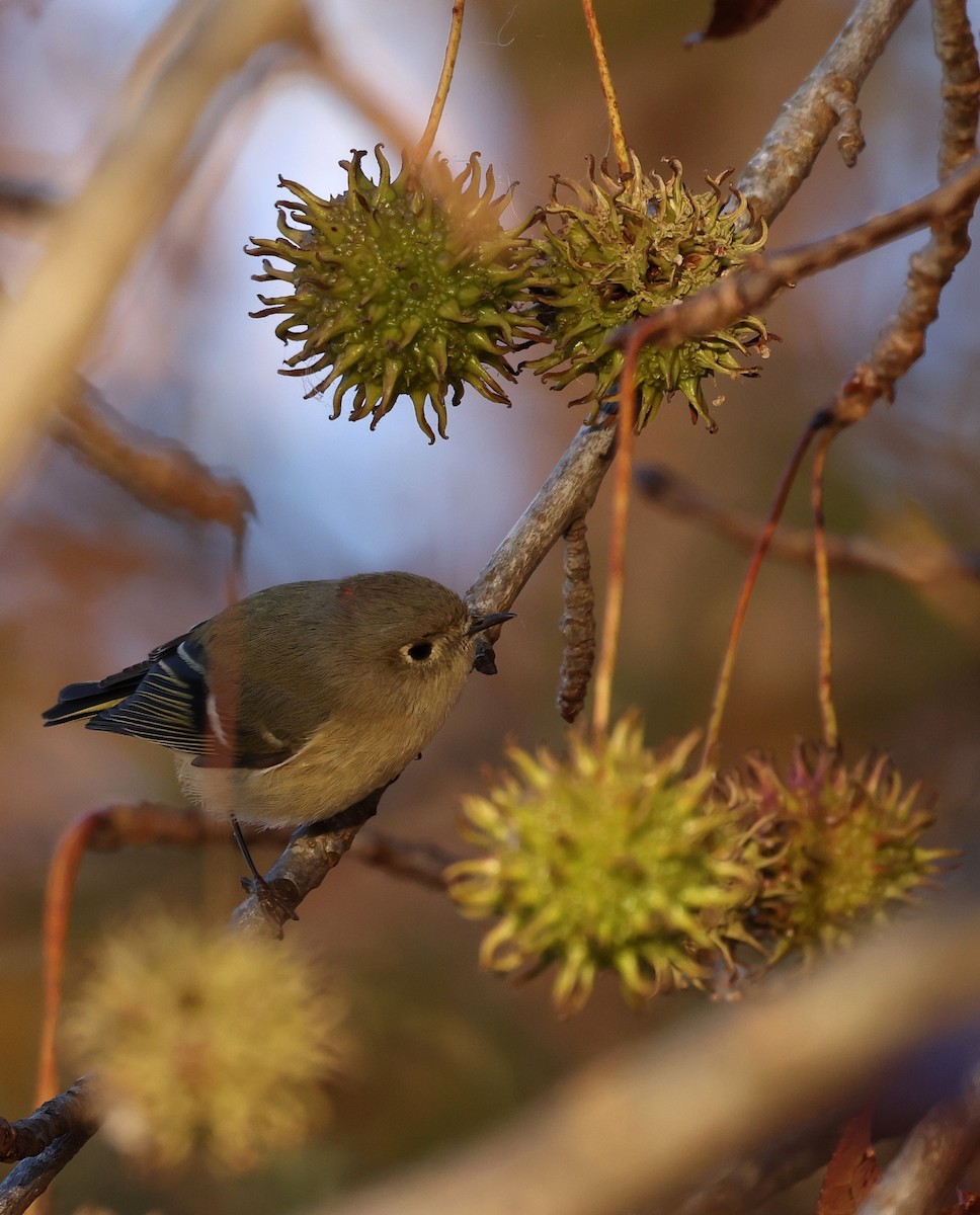 Ruby-crowned Kinglet - ML645406173