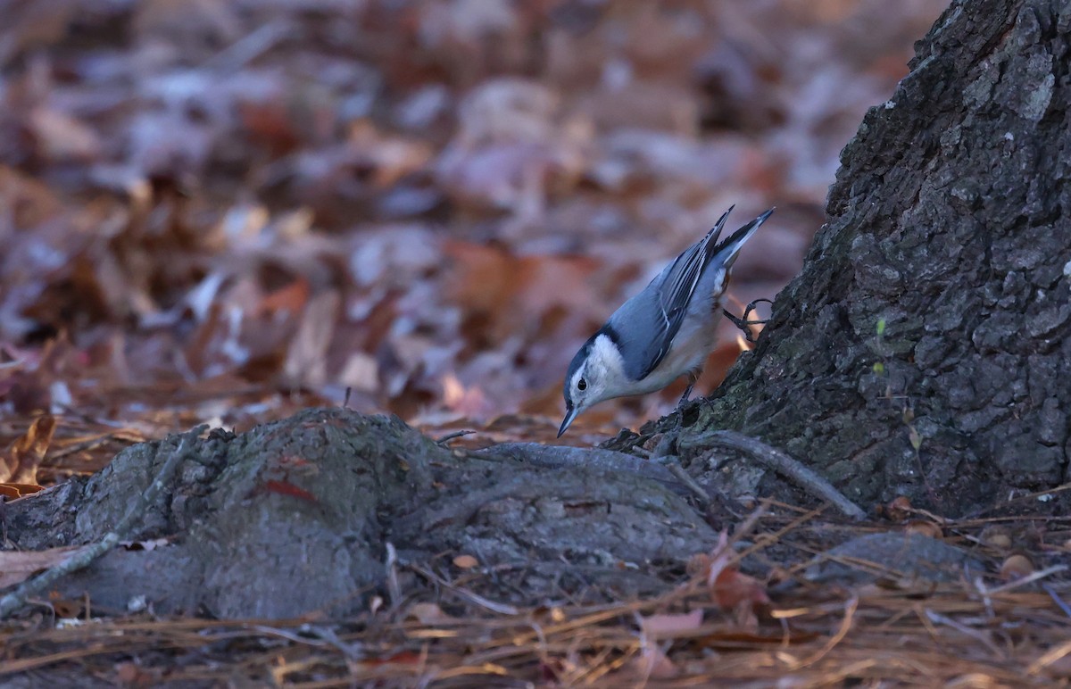 White-breasted Nuthatch - ML645406179