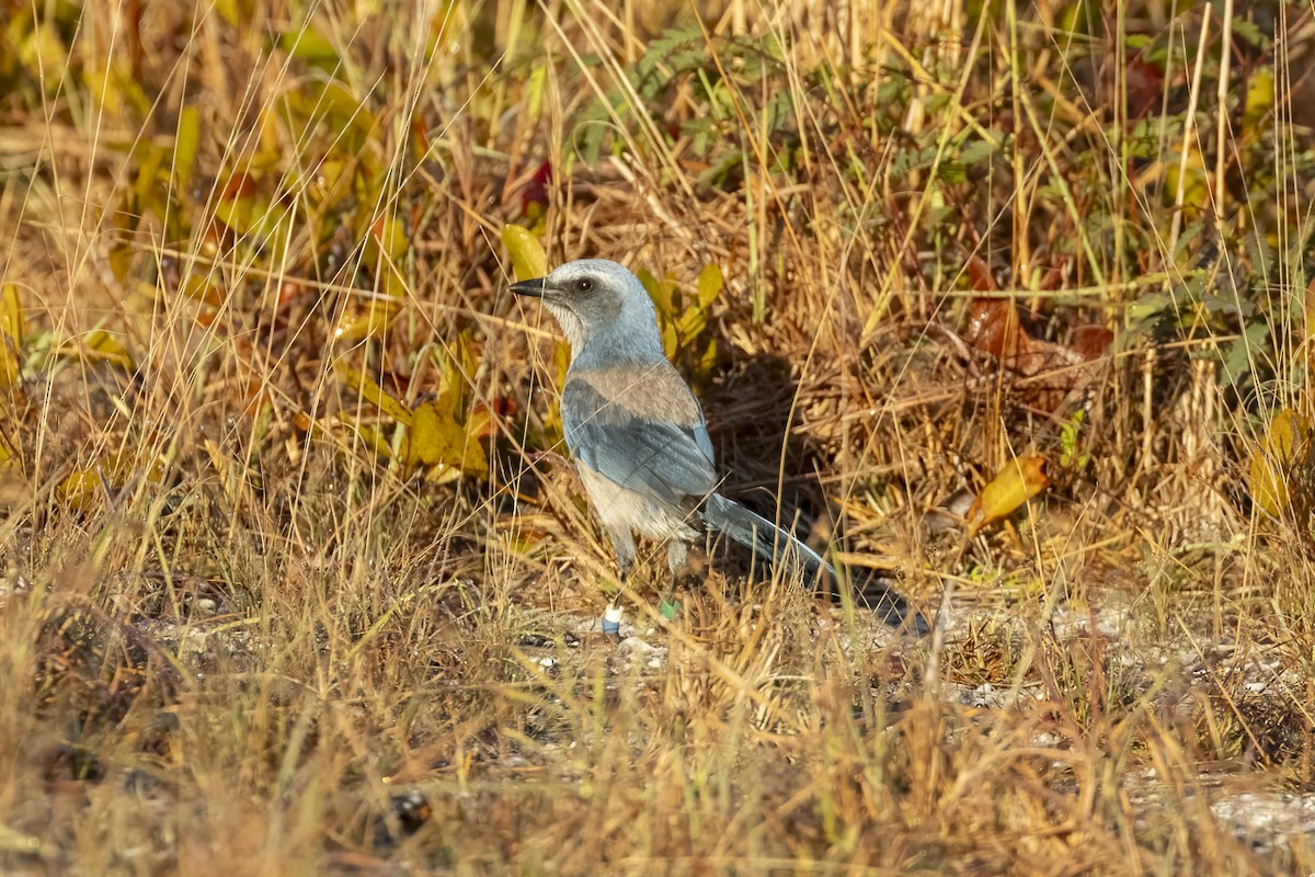 Florida Scrub-Jay - ML645406184