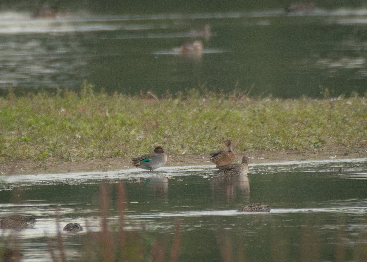 小水鴨 - ML645406189