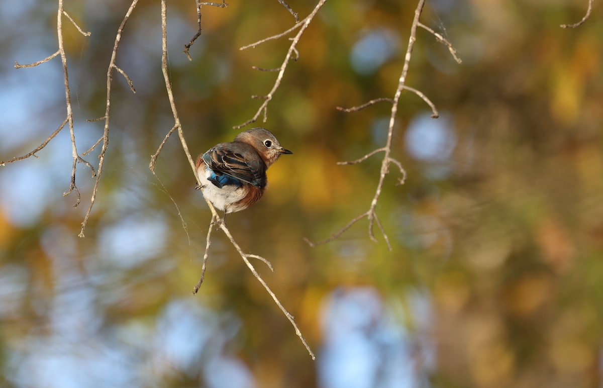 Eastern Bluebird - ML645406191
