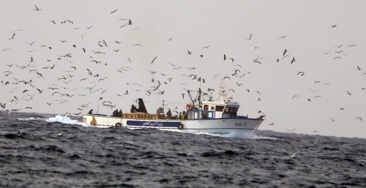 Lesser Black-backed Gull - ML645406193
