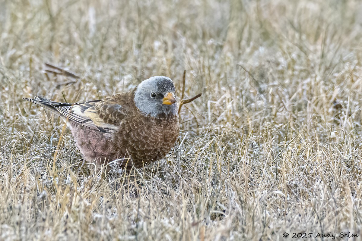 Gray-crowned Rosy-Finch (Hepburn's) - ML645406196