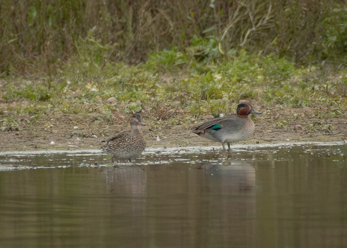 小水鴨 - ML645406198