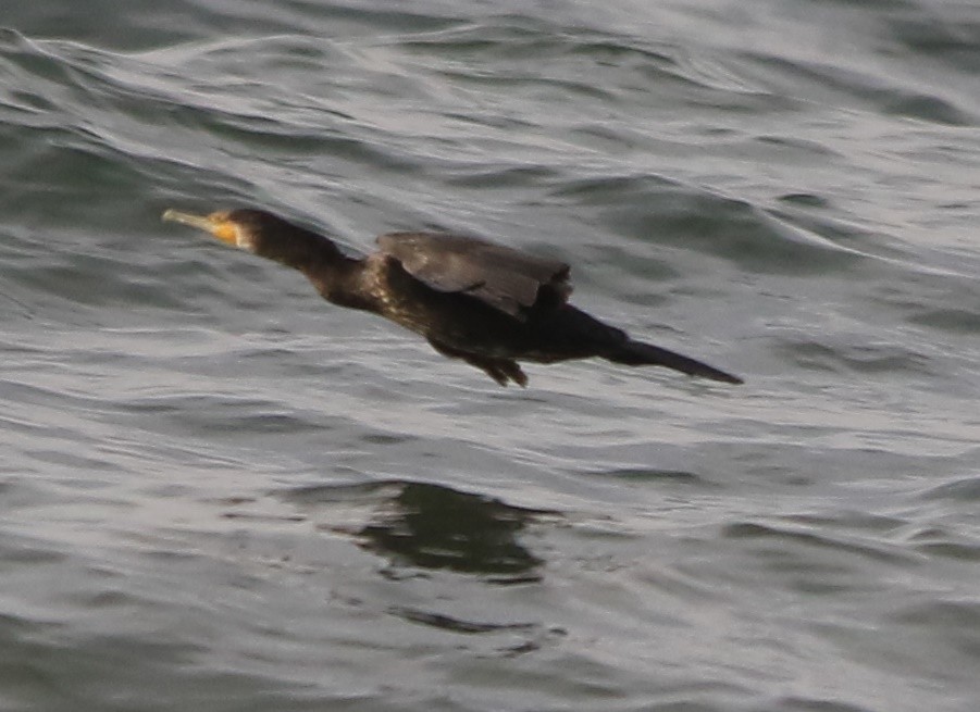 kormorán velký - ML645406207