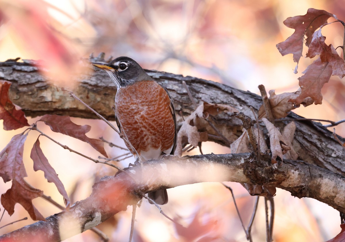 American Robin - ML645406211