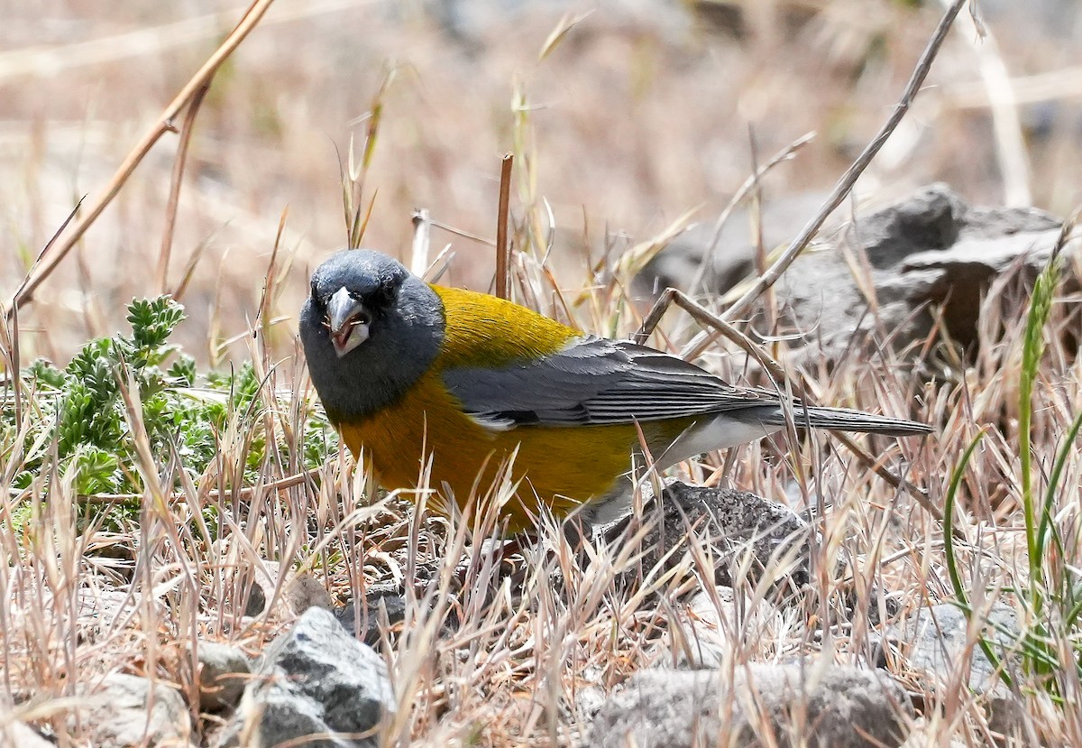 Gray-hooded Sierra Finch - ML645406217