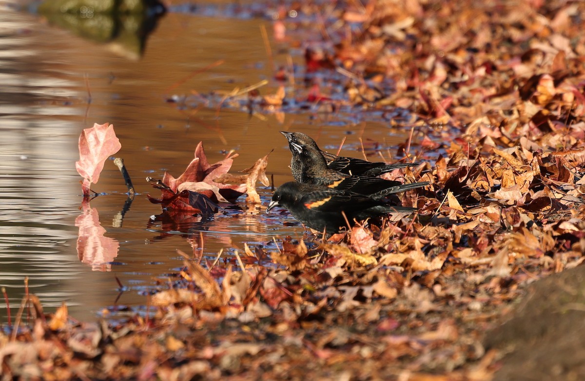 Red-winged Blackbird - ML645406222
